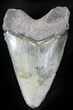 Serrated  Bone Valley Megalodon Tooth #22908-1